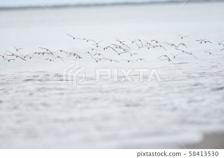 A flock of Tounen on Ishikari Beach (Hokkaido) 58413530