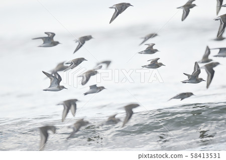 石狩海灘(北海道)上的一群土年 石狩海灘(北海道)上的一群土年 58413531