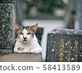 一隻貓從籠子裡盯著你 58413589