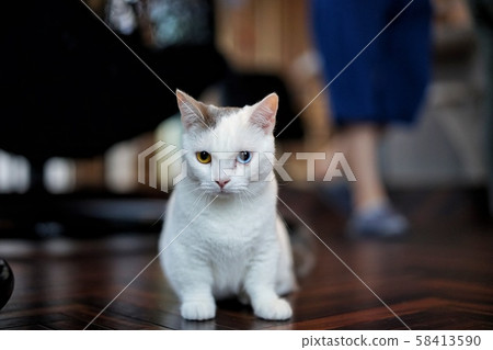 Oddeye cat looking at you Oddeye cat looking at you 58413590