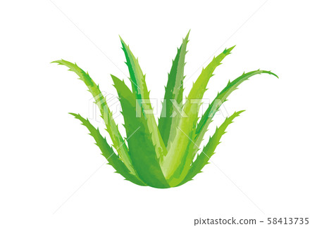 Aloe 58413735
