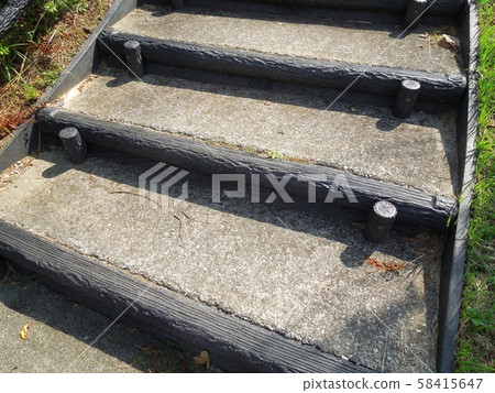 假樹 58415647