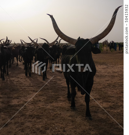 Portrait of ankole-watusi bighorned bull at InGall 58415932