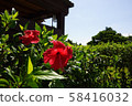 芙蓉（Taketomi Island） 58416032