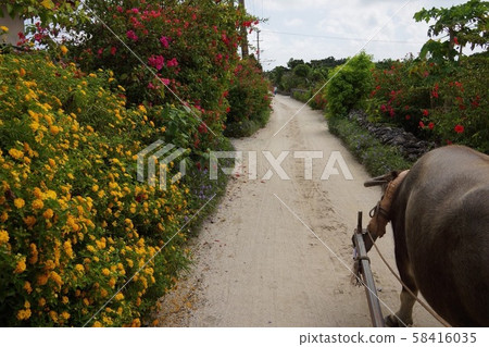 水牛車的風景（大ket島） 58416035