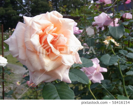 Rose Paul Ricardo Paul Richard Rose Paul Ricardo Paul Richard 58416154