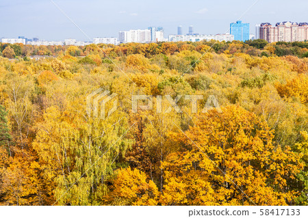 yellow forest and apartment houses in autumn yellow forest and apartment houses in autumn 58417133