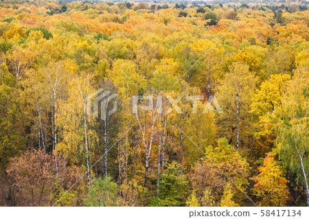yellow birch grove in colorful forest in autumn yellow birch grove in colorful forest in autumn 58417134