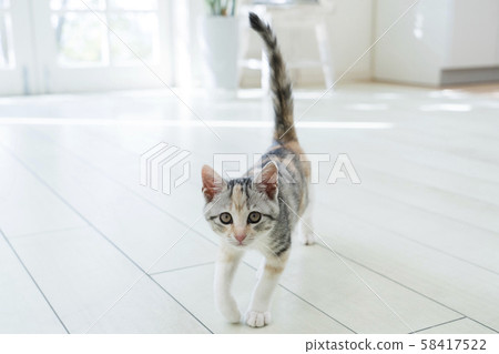Kitten staring at the tail 58417522