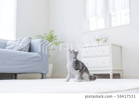 Kitten sitting and looking up 58417531