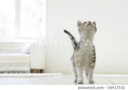 A kitten looking up 58417532