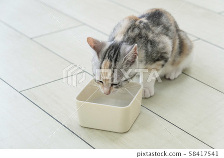 Little cat drinking water 58417541
