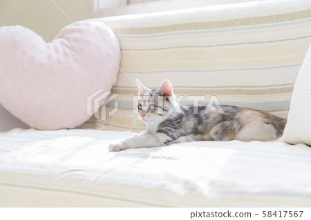 Kitten relaxing on the couch 58417567