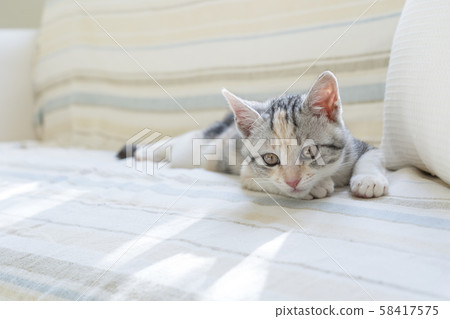 小貓在沙發上放鬆 58417575