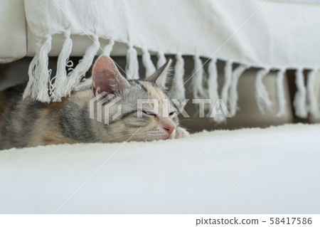 小貓在沙發下沉睡 小貓在沙發下沉睡 58417586