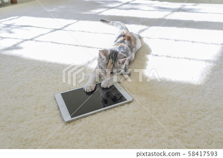 Kitten putting a paw on tablet 58417593