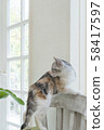 Kitten standing on a chair and turning around 58417597