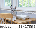 Kitten on the desk 58417598