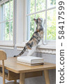 Kitten looking up out of the window 58417599