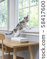 Kitten of the window side 58417600