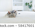 Kitten sleeping in the carpet 58417601