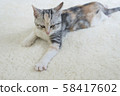 Kitten slumbering in the carpet 58417602