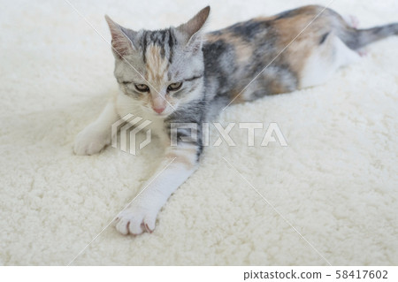 Kitten slumbering in the carpet Kitten slumbering in the carpet 58417602