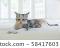 Kitten slumbering in the carpet 58417603