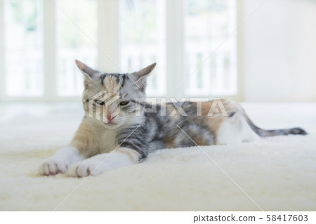 Kitten slumbering in the carpet 58417603