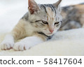 Kitten slumbering in the carpet 58417604
