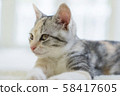 A staring kitten 58417605