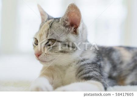 A staring kitten A staring kitten 58417605
