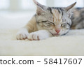 Kitten sleeping in the carpet 58417607