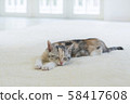 Kitten sleeping in the carpet 58417608