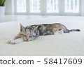 Kitten sleeping in the carpet 58417609