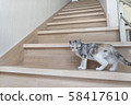Kitten looking back on stairs 58417610