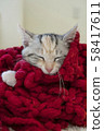 Kitten sleeping in a red wool scarf 58417611