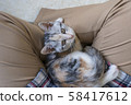 A kitten looking up 58417612