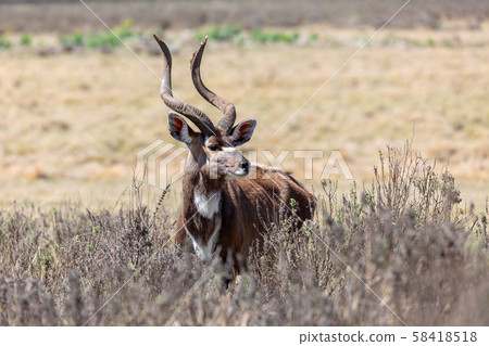 Mountain nyala, Ethiopia, Africa widlife 58418518