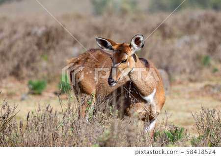 Mountain nyala, Ethiopia, Africa widlife Mountain nyala, Ethiopia, Africa widlife 58418524