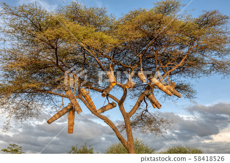 Acacia With Beehives, Ethiopia, Africa Acacia With Beehives, Ethiopia, Africa 58418526