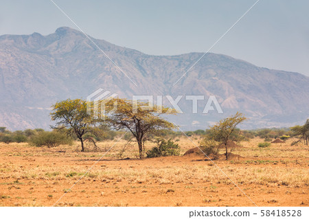 savanna in the Awash National Park, Ethiopia 58418528