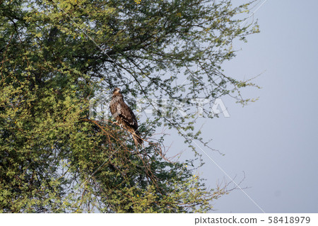 Black kite or Milvus migrans on a tree at tal chhapar, rajasthan india Black kite or Milvus migrans on a tree at tal chhapar, rajasthan india 58418979