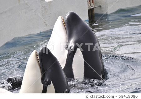 The Orca's Face The Orca's Face 58419080