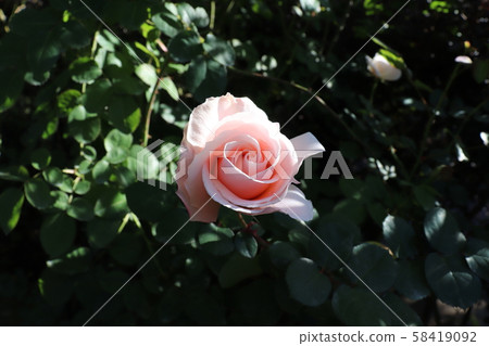 Rose Play Pray Rose Play Pray 58419092