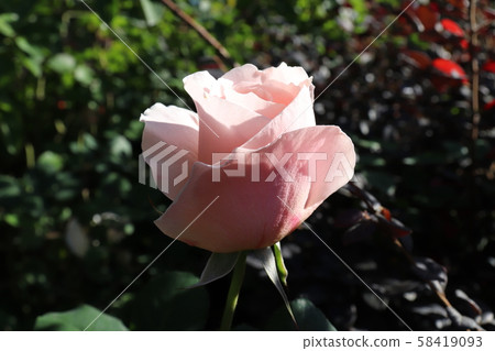 Rose Play Pray Rose Play Pray 58419093