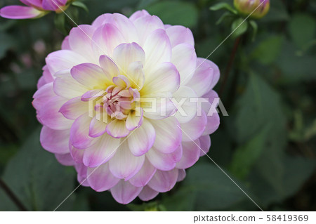 Pink and white Dahlia flower Pink and white Dahlia flower 58419369