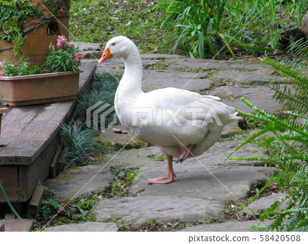 可愛的白色鵝 58420508