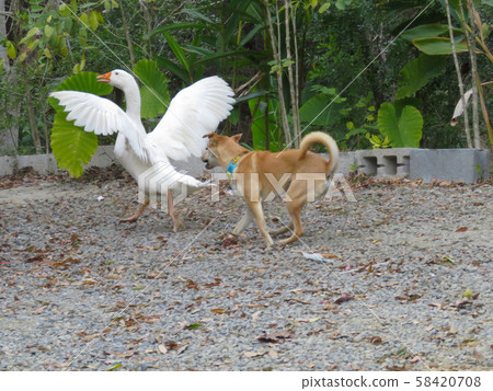 White goose fighting with yellow dog 58420708