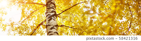 trees with multicolored leaves on the grass in the park trees with multicolored leaves on the grass in the park 58421316